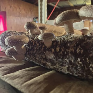 Cody added a photo of their purchase