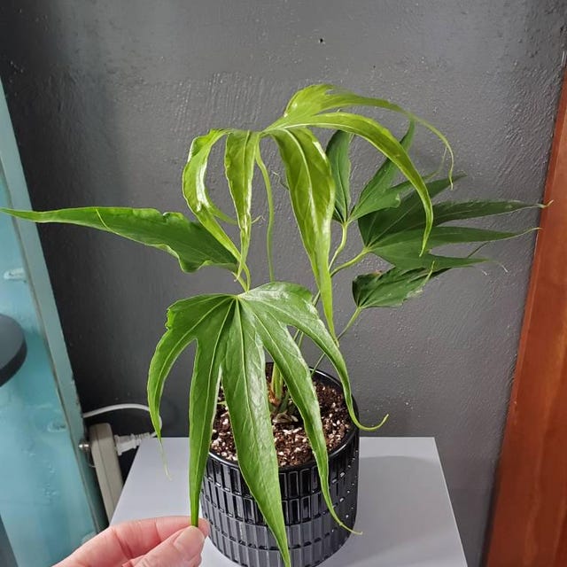 alocasia zebrina gelbe ränder Alocasia 'Polly' Variegata Aurea – gelb panaschiert main image 1