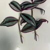 Tradescantia Blossfeldiana Aurea limelight - Etsy