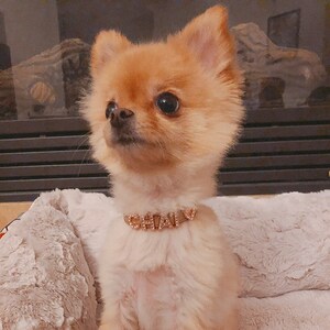 XS Dog Collar Puppy Collar Gifts for Pets Chihuahua - Etsy