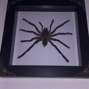 Gilbert heeft een foto van de aankoop toegevoegd