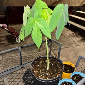 Edgar added a photo of their purchase