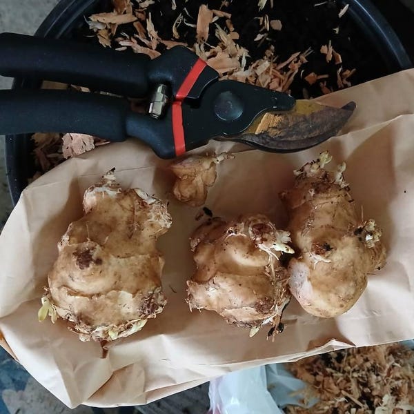 Colocasia (Orecchie D'elefante) - Acquista Bulbi Di Fiori E Piante - Foto 8