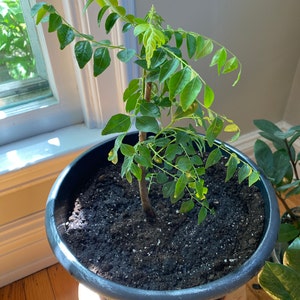 Vera added a photo of their purchase