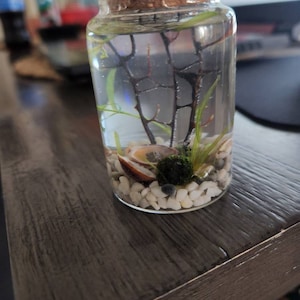 Eli Nano Java Moss Ball Terrarium DIY Craft Kit for Office Desk ...