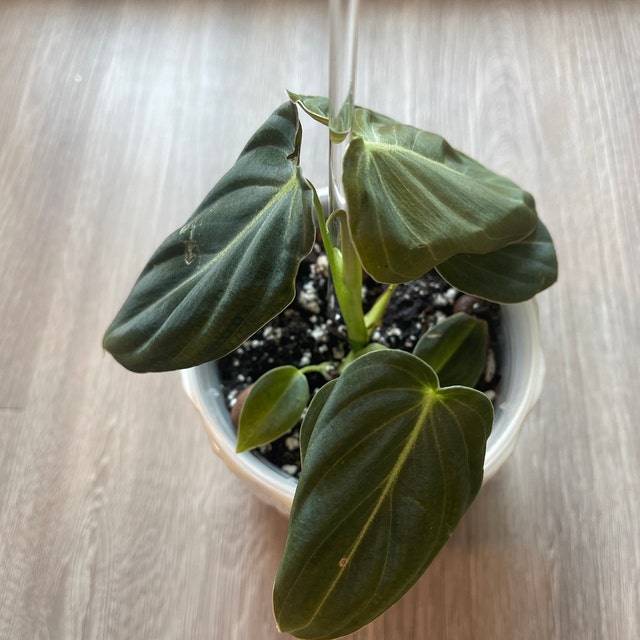 pothos jade and pearl Pothos Pearl and Jade Totem main image 1