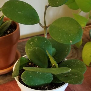 Maranta Green Prayer Plant Maranta Leuconeura Lemon Lime ...