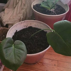 Comprador de Etsy ha añadido una foto de su compra