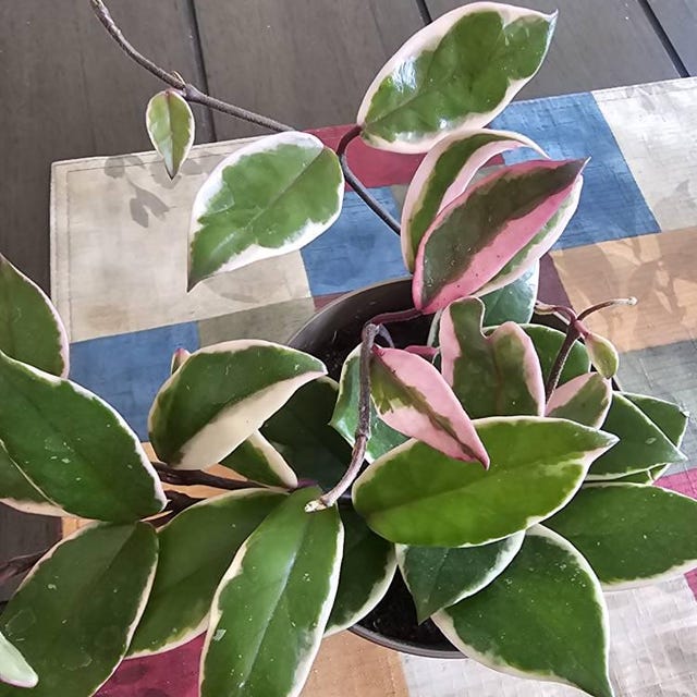 Hoya Flamingo Dream (purple Pride): Pink Variegated Carnosa - 5