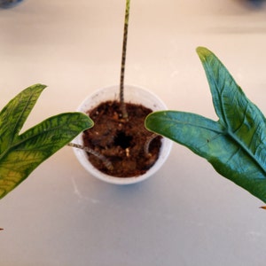 anna added a photo of their purchase