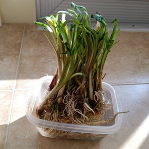 Angi added a photo of their purchase