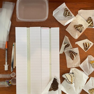 2.5 In Butterfly Moth Spreading Setting Pinning Board Foam Entomology Taxidermy