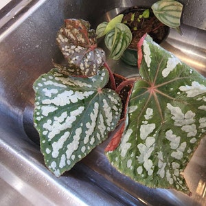 Rare Begonia Betsy Iridescent Blue Spotted Live House Plant Etsy Singapore