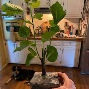 Ava ha añadido una foto de su compra