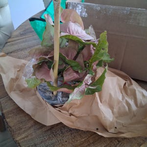 Keywanda added a photo of their purchase