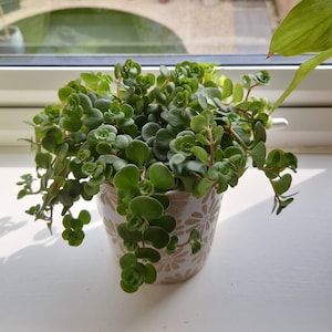 Millie ha añadido una foto de su compra