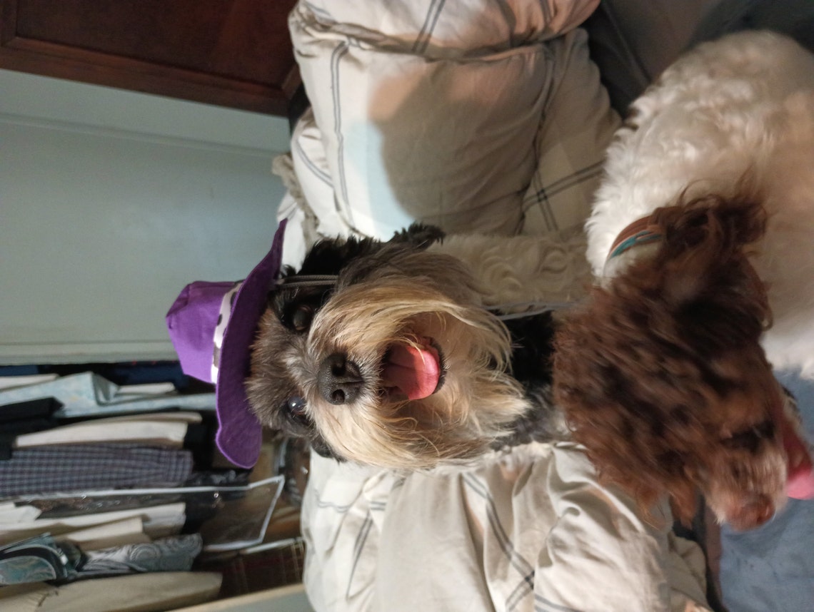 Customer photo of a pet with the Safari Hat  for Dog Cat Puppy Mini pig made by