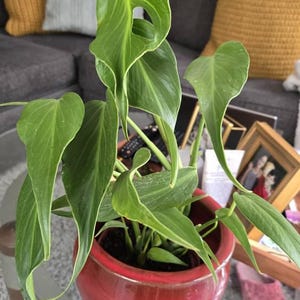 Amanda added a photo of their purchase