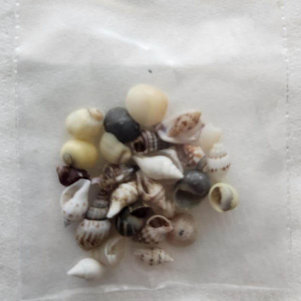 Shell 100pcs MINI TEENY & MICRO Shells ~ 10-100pcs ~ Palm Beach ~ Super Tiny ...