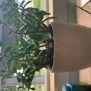 Ann added a photo of their purchase