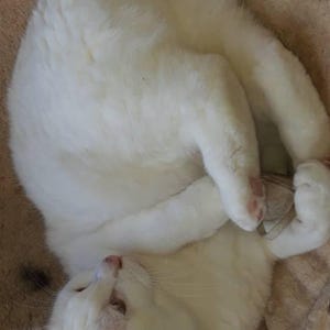 Carmel ha añadido una foto de su compra