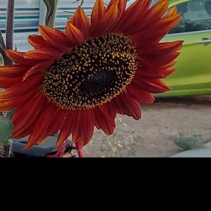Ok added a photo of their purchase