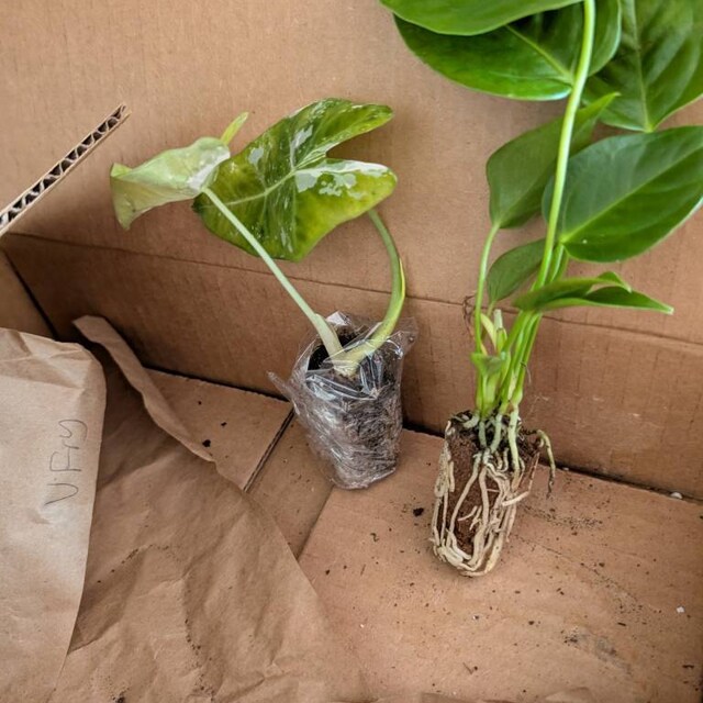 Xl Anthurium Veitchii Starter Plant (ALL STARTER PLANTS Require