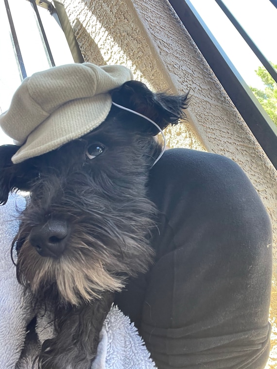 Customer photo of a pet with the Newspaper Boy Hat  for small pet Hedgehog Vogue