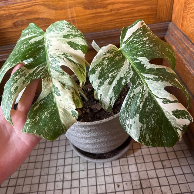 Monstera White Tiger Variegated Rare Plant - Etsy