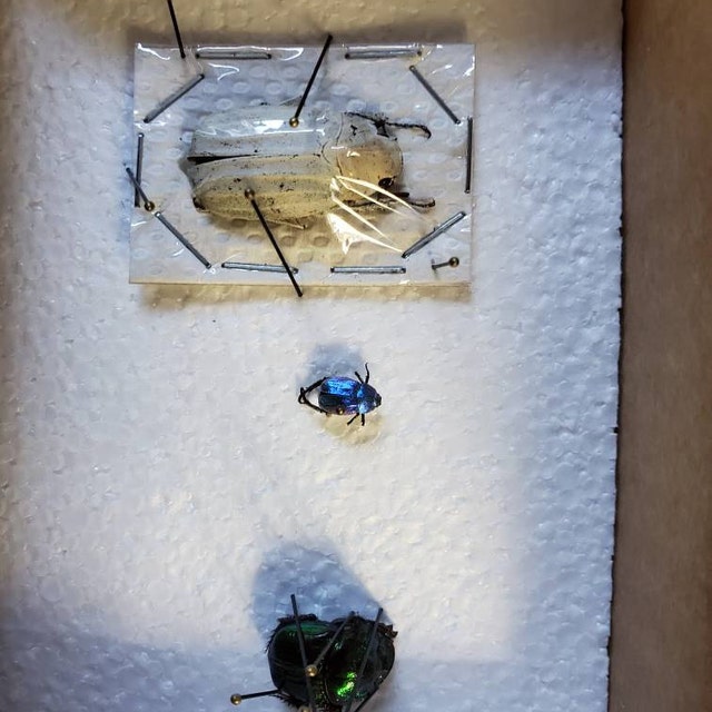 Hoplia Coerulea One Real Metallic Blue Scarab Beetle Unmounted