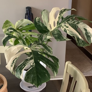 Paul added a photo of their purchase