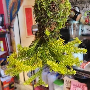 Jax heeft een foto van zijn/haar aankoop toegevoegd