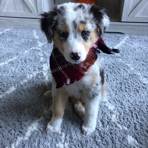 Dog Scarf Plaid Dog Scarf Fall Plaid Scarf Fall Bandana Dog | Etsy