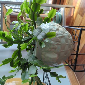 Franny heeft een foto van zijn/haar aankoop toegevoegd