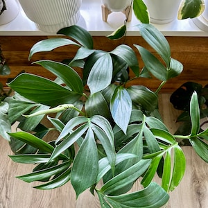 Yulaine added a photo of their purchase