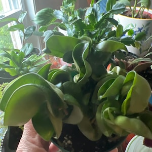 Sue added a photo of their purchase