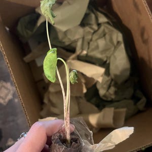 amy added a photo of their purchase