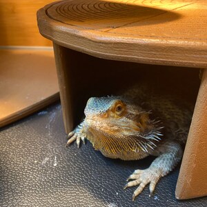 bearded dragon cuddle cave