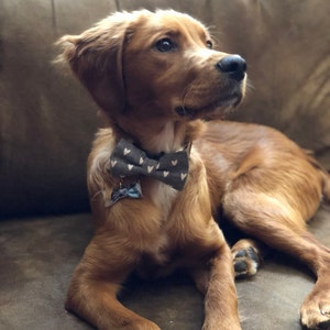 kmart dog bow tie