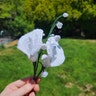 Reviewer's image