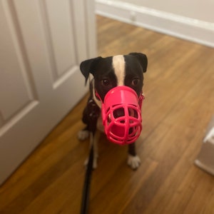 muzzle with stool guard