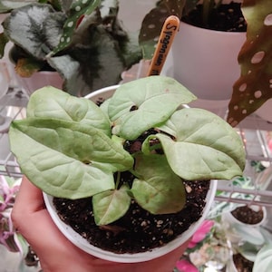 Tracy hat ein Foto des gekauften Artikels hinzugefügt