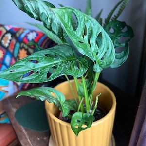 Kelsey added a photo of their purchase