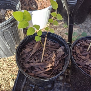 Marta ha añadido una foto de su compra