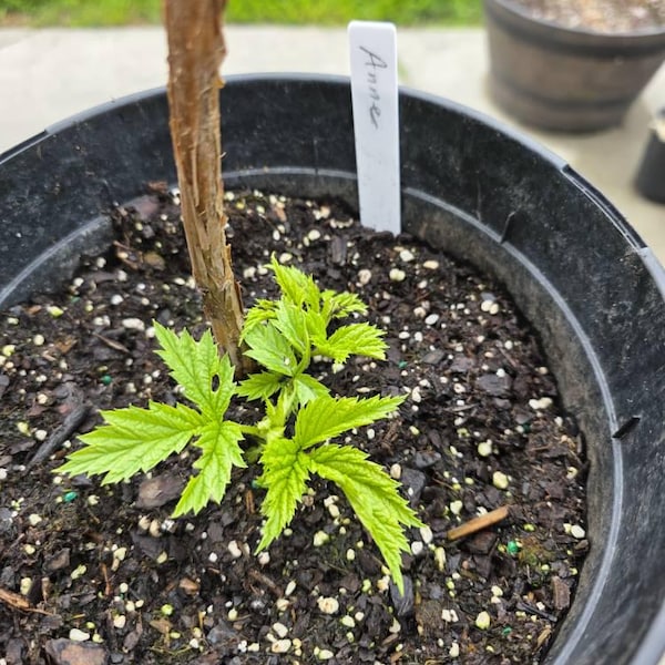 Zone 4 Raspberry Plants 2 Raspberry Plants