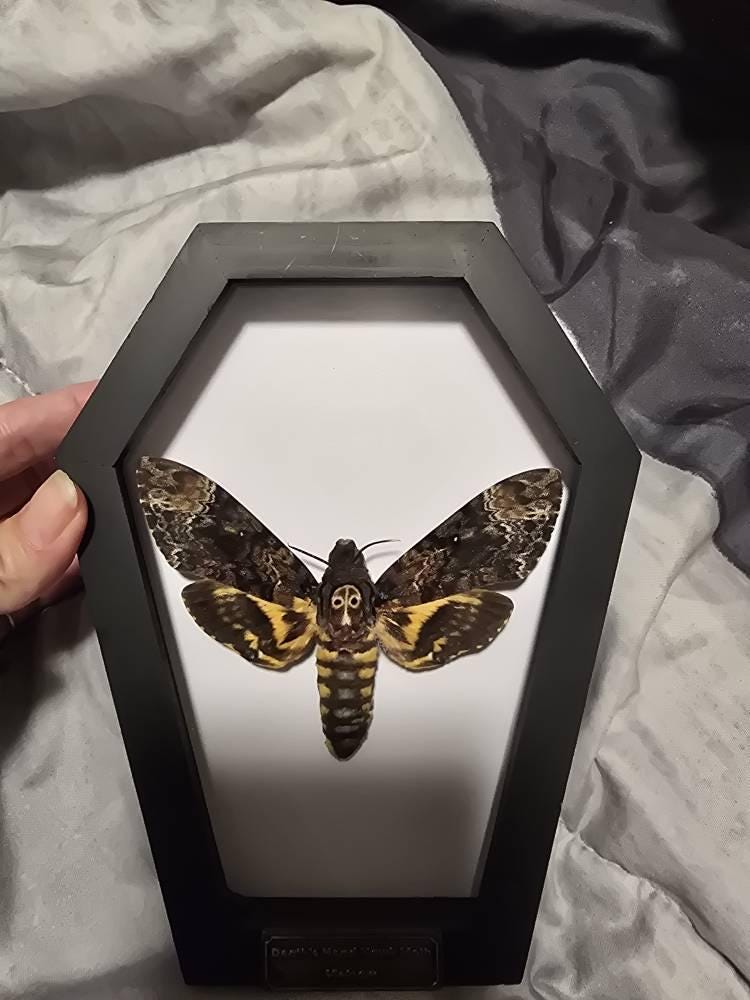 Real Death Head Moth Acherontia Coffin Frame, Black Gothic Hanging Decor, Skull Moth Oddities Curiosities Gallery, Dark Gothic Wall Decor