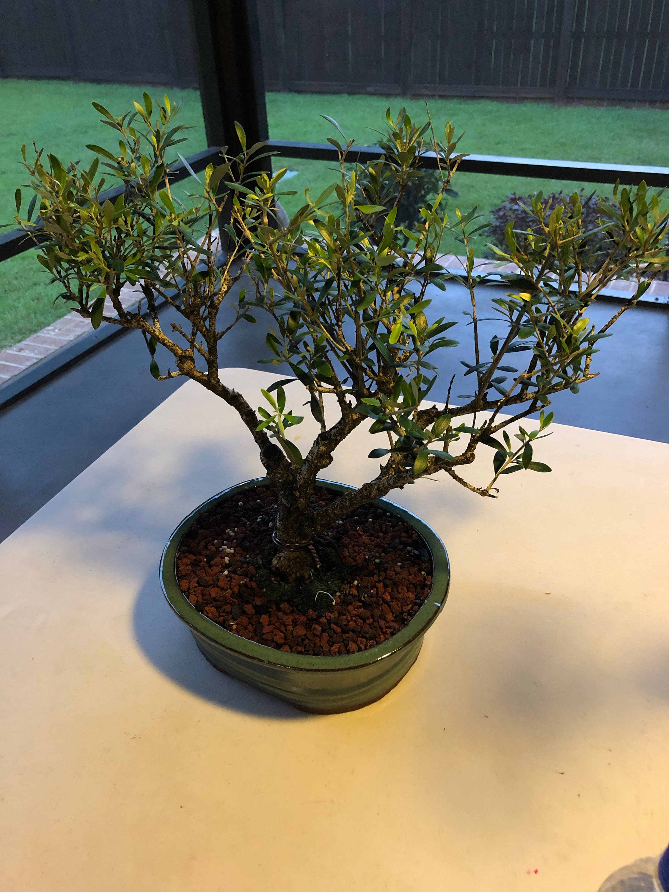 European Olive Bonsai tree, Fruiting Collection by LiveBonsaiTree