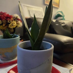 Anisha added a photo of their purchase
