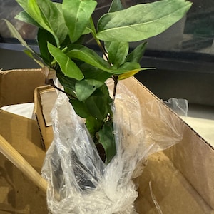 Steph さんが購入した商品の写真を追加しました