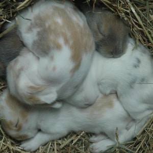PDF FILES Needle Felt Pattern Realistic Sleeping Baby Bunny - Etsy